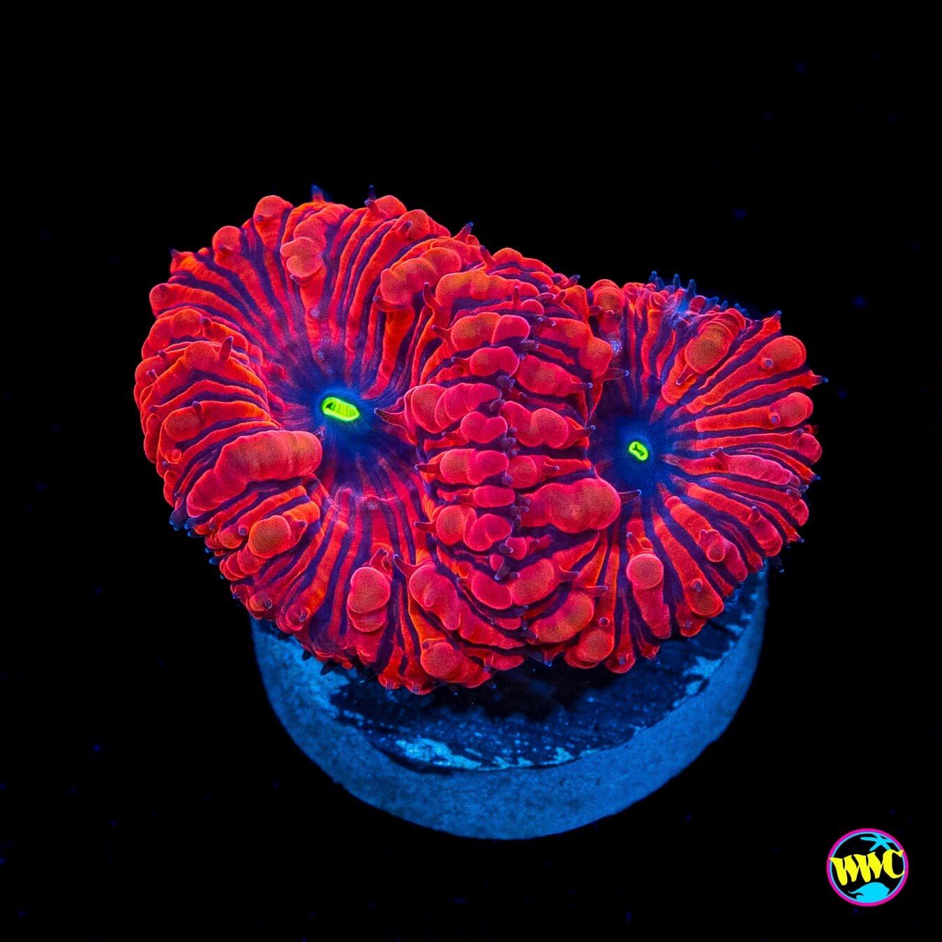 VDM Blastomussa