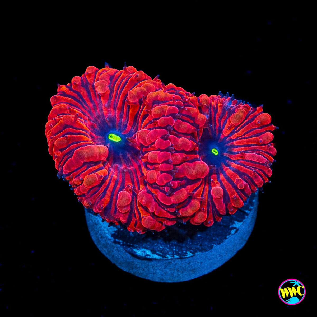 VDM Blastomussa