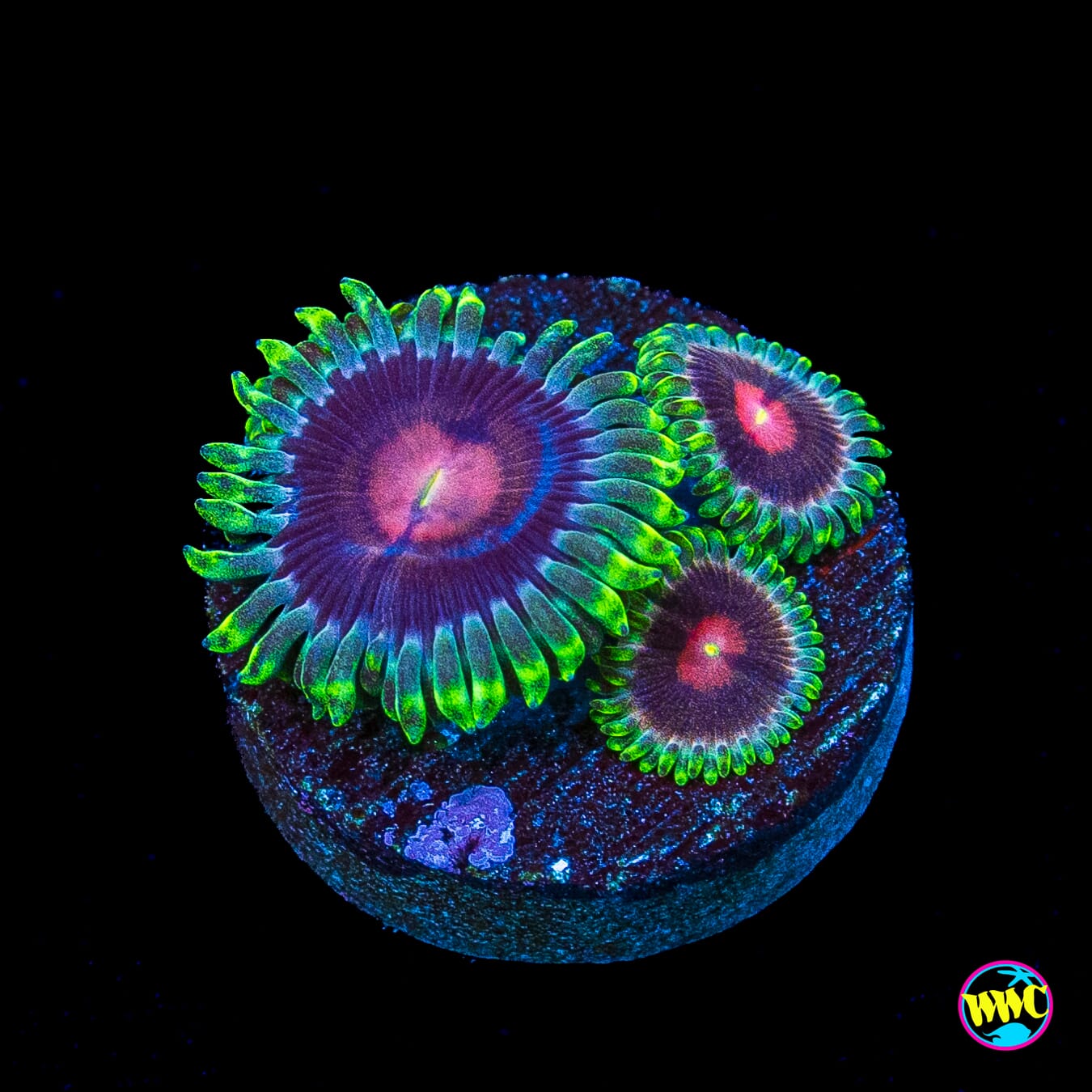 WWC Lucky Kentucky Zoanthids