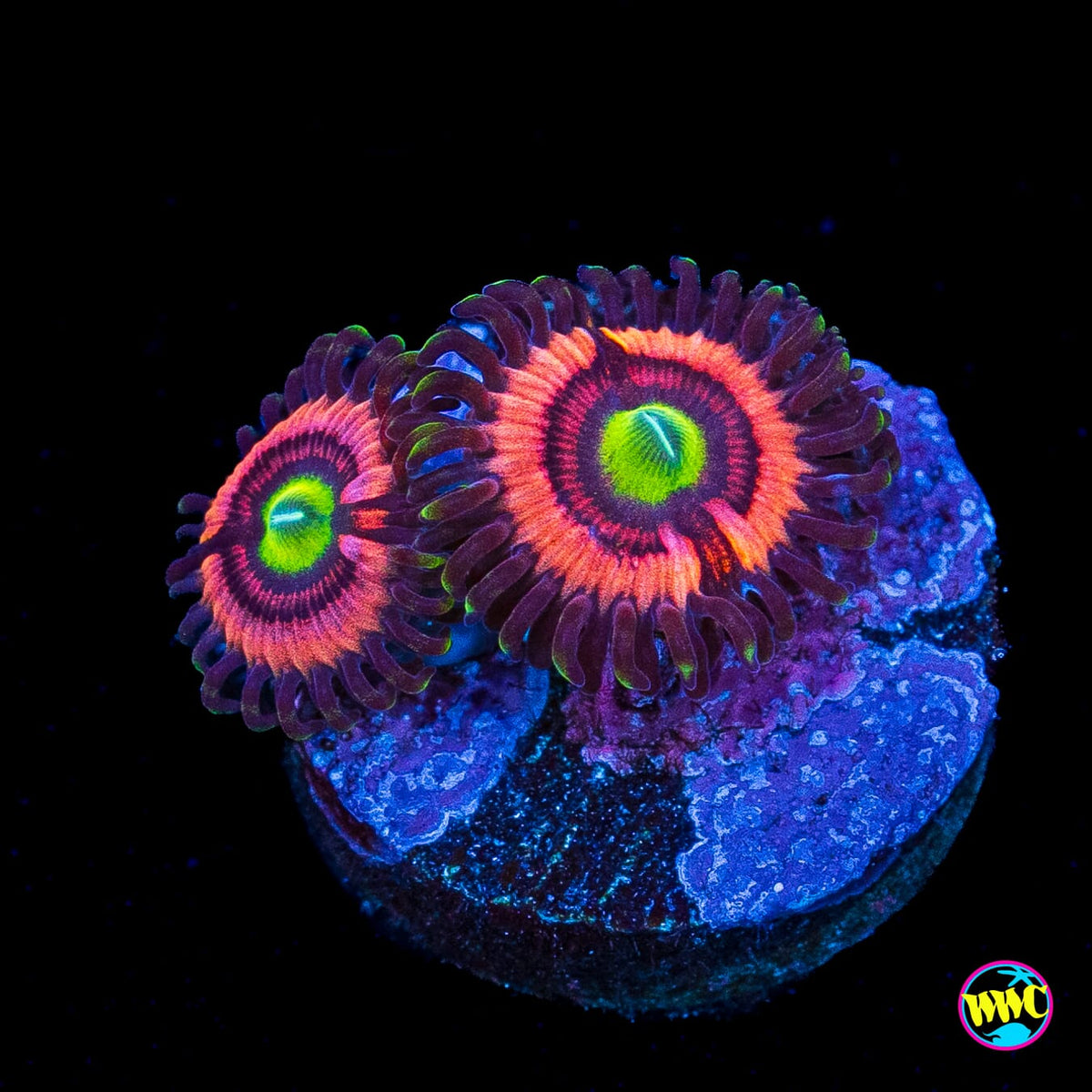 WWC Ultimate Bubblegum Pink Zoanthids