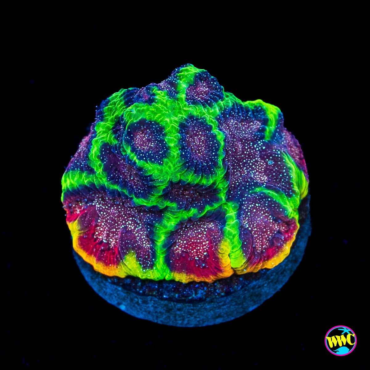 WWC Bejeweled Favites
