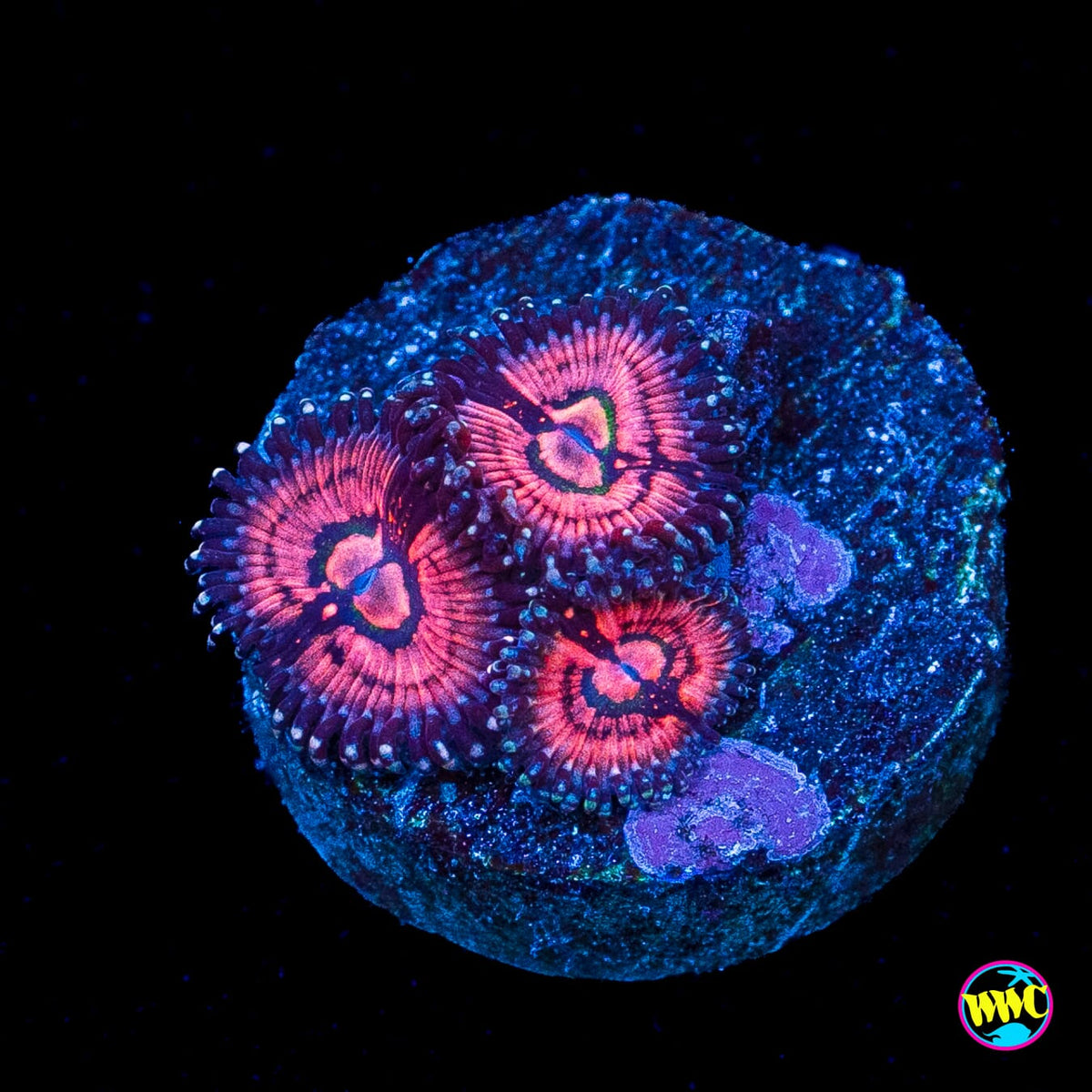 WWC Van Damme Zoanthids