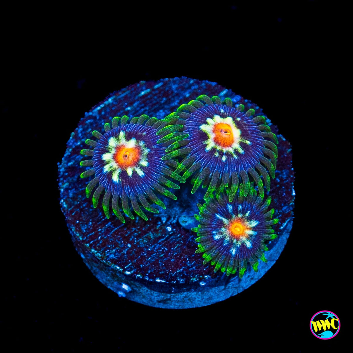 Jason Fox Stargazer Zoanthids