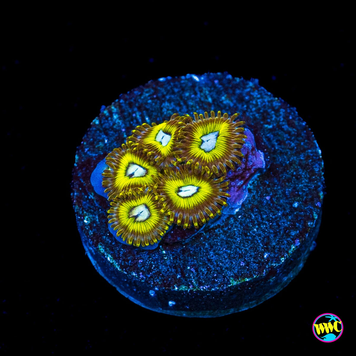 Pikachuz Zoanthids