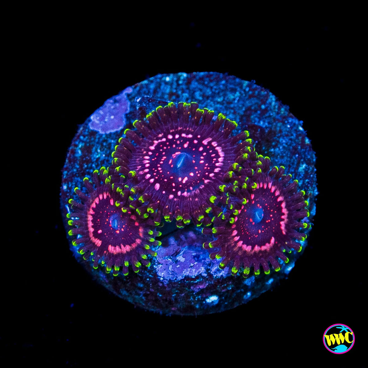 WWC Taser Zoanthids