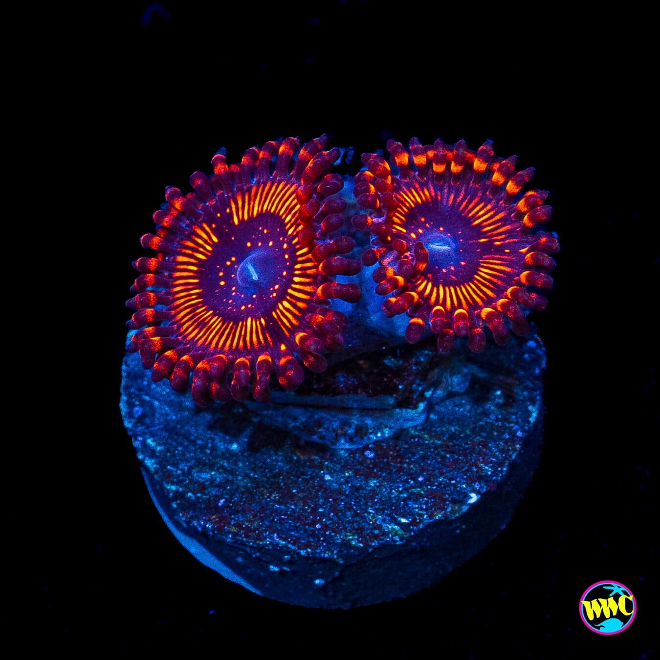 WWC Balrog Zoanthids