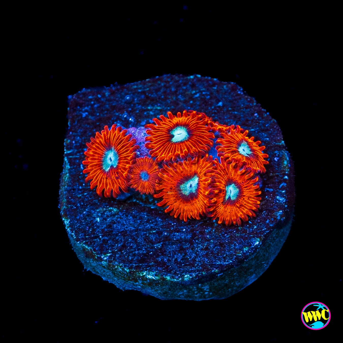 Charmanderz Zoanthids