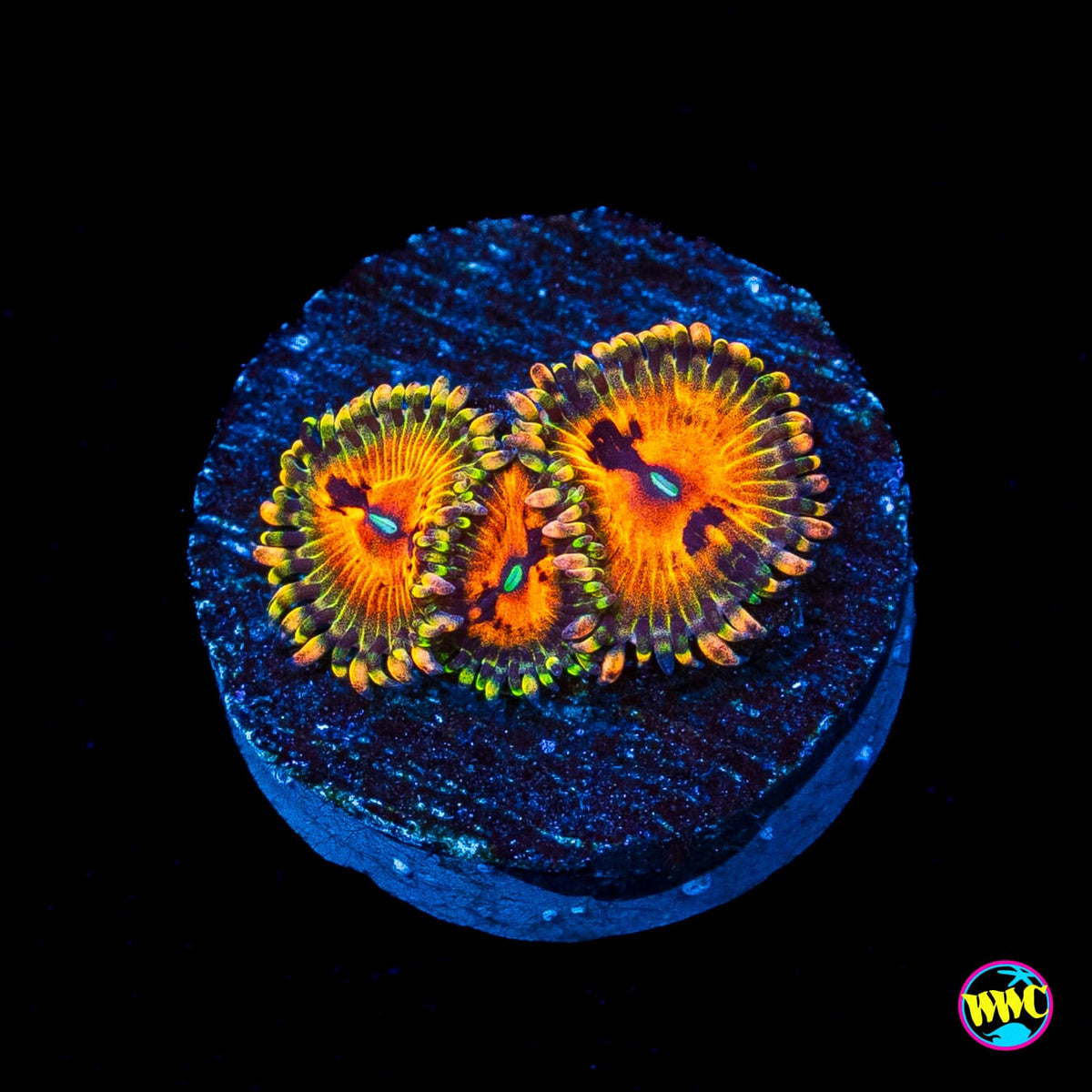Bowtie Blaster Zoanthids