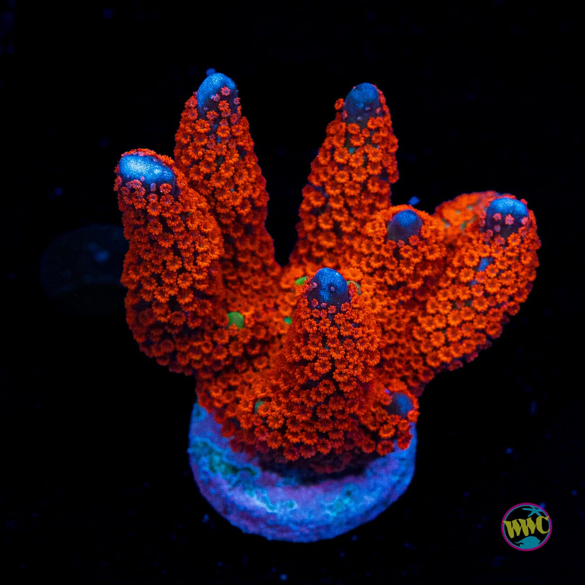 Forest Fire Digitata Montipora