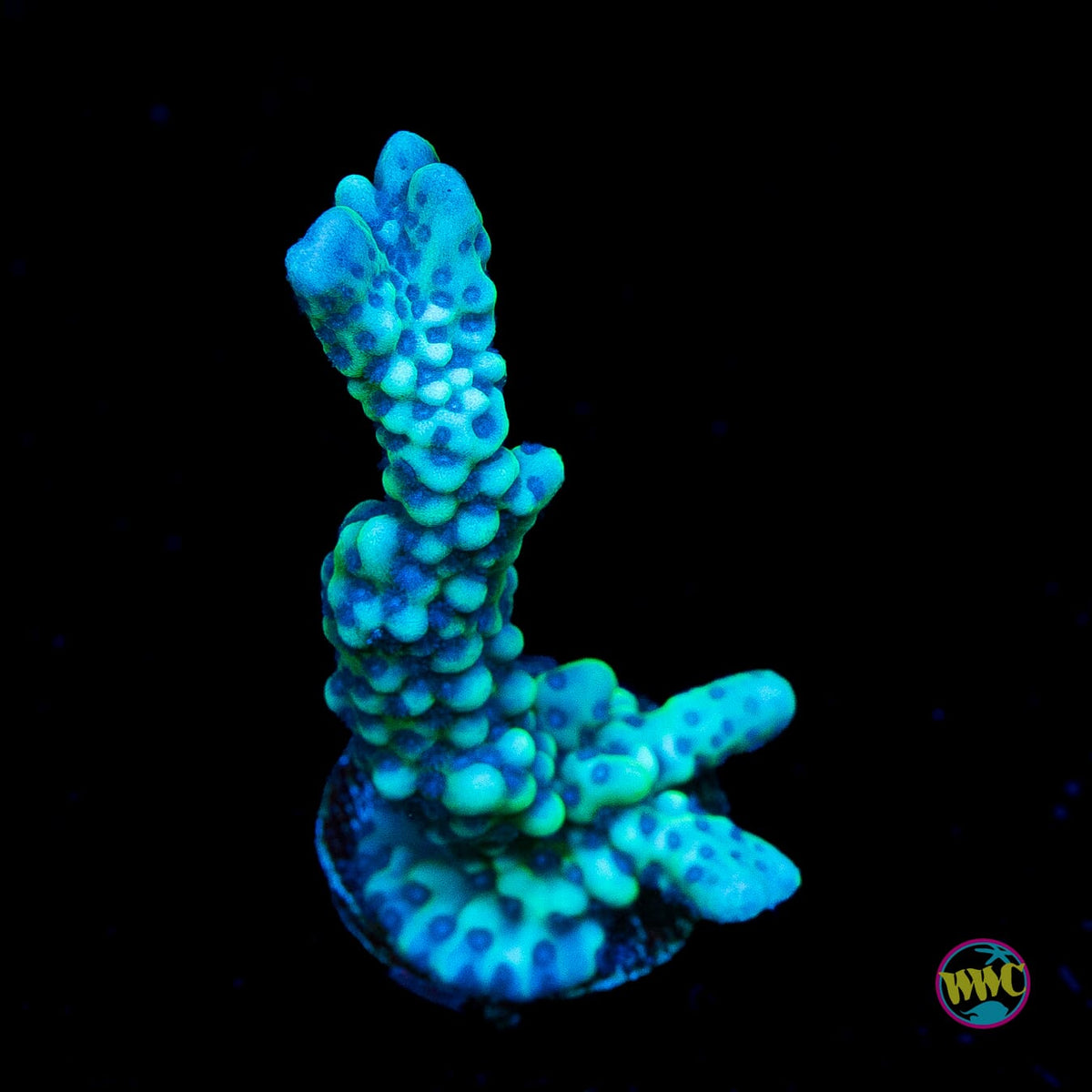 WWC Purple Gumby Capitata Montipora