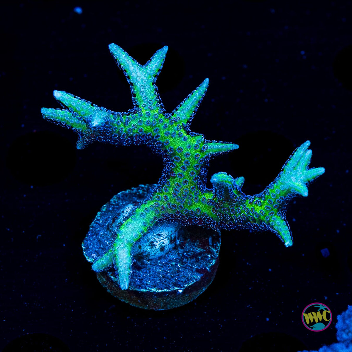 WWC Purple Polyp Birdsnest