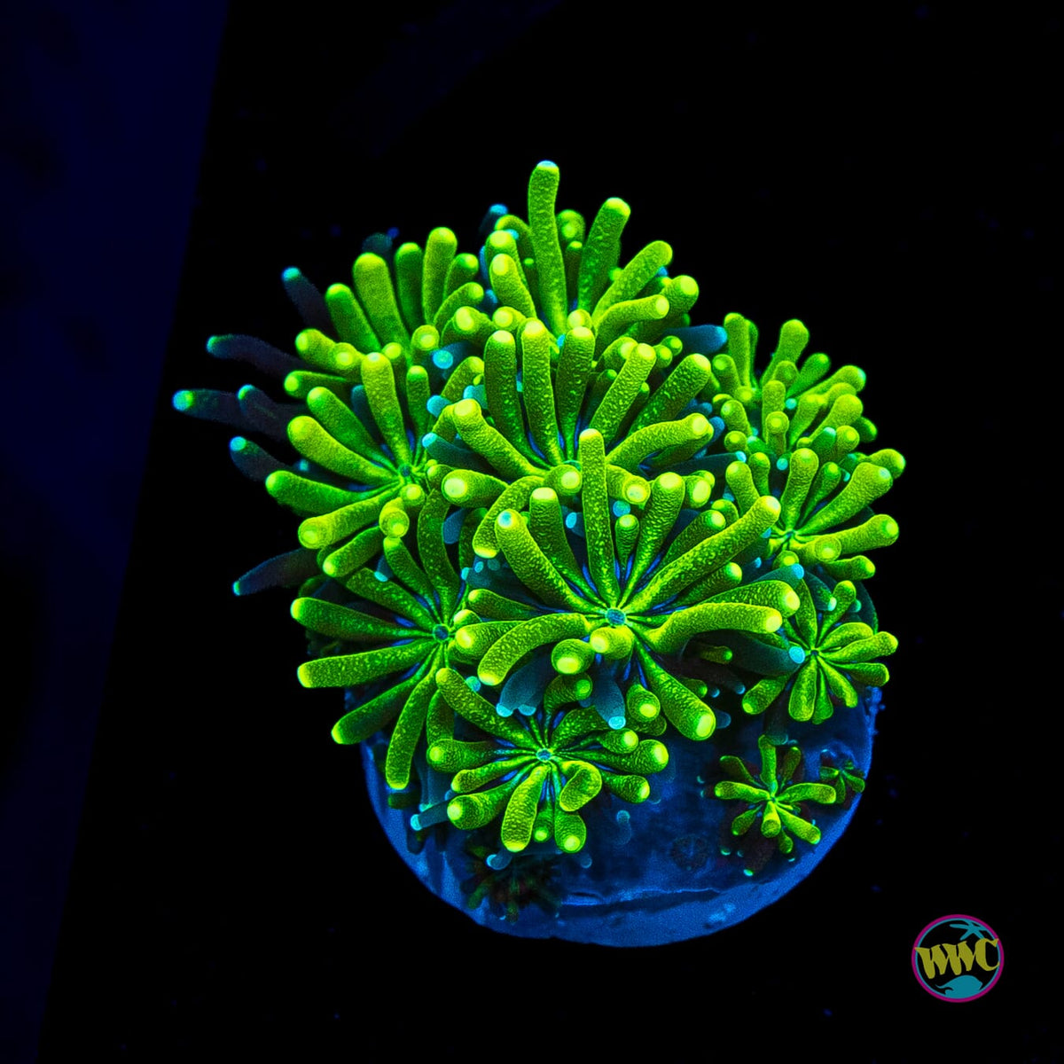 WWC Lemonade Galaxea