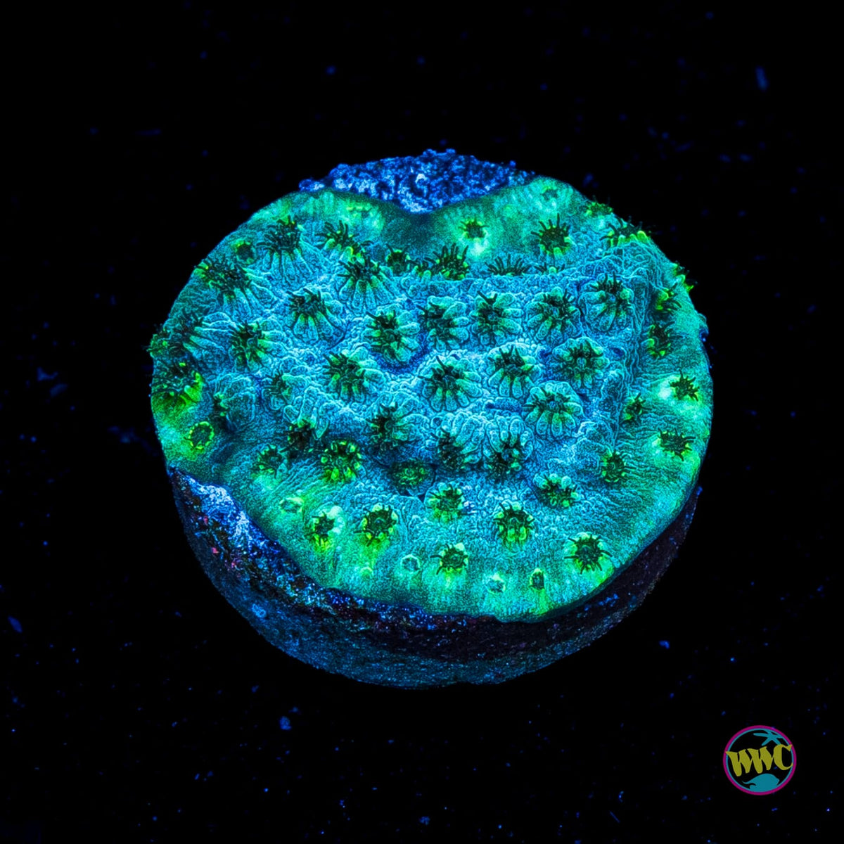 Ocean Floor Cyphastrea
