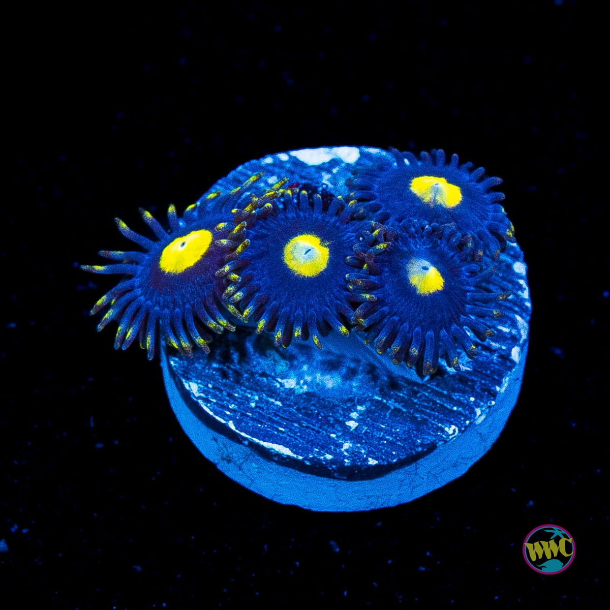 WWC Crazy Kimchi Zoanthids