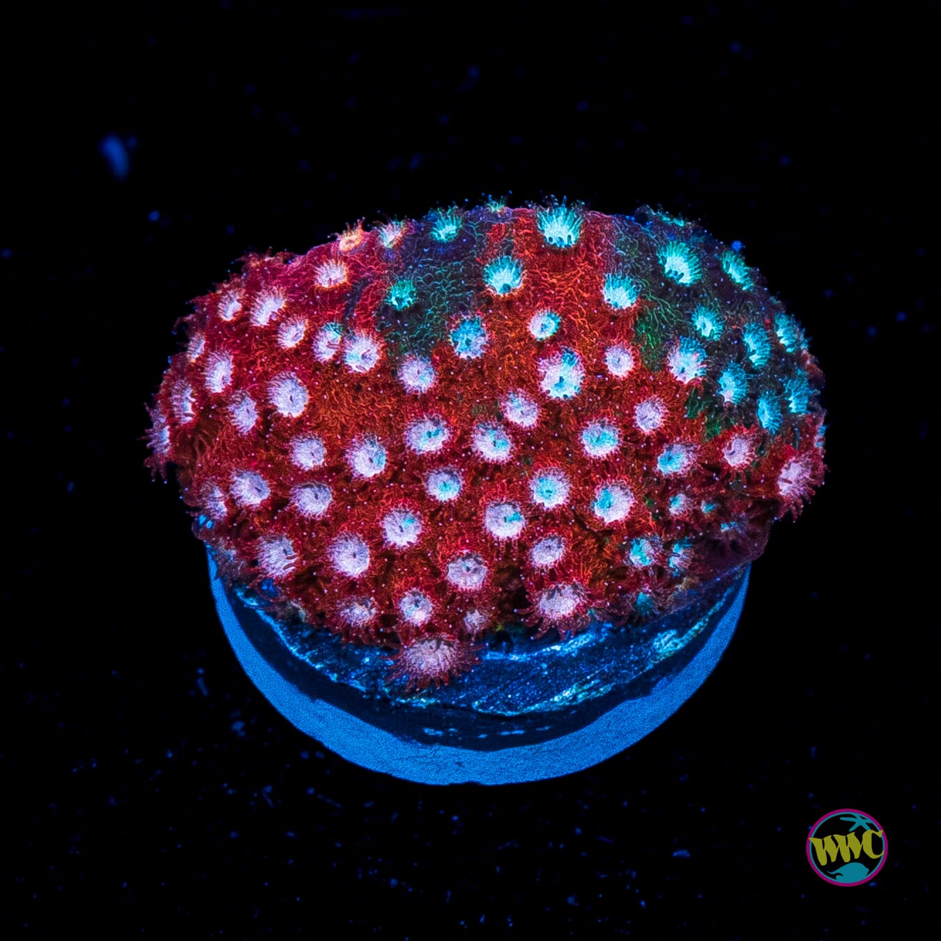 Jason Fox Fender Bender Cyphastrea