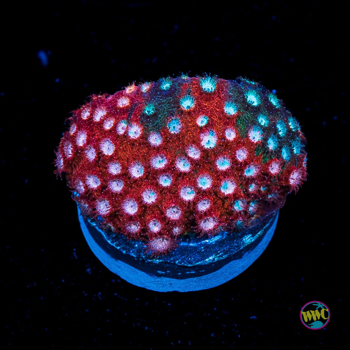 Jason Fox Fender Bender Cyphastrea