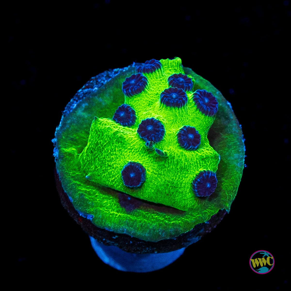 WWC Mardi Gras Cyphastrea