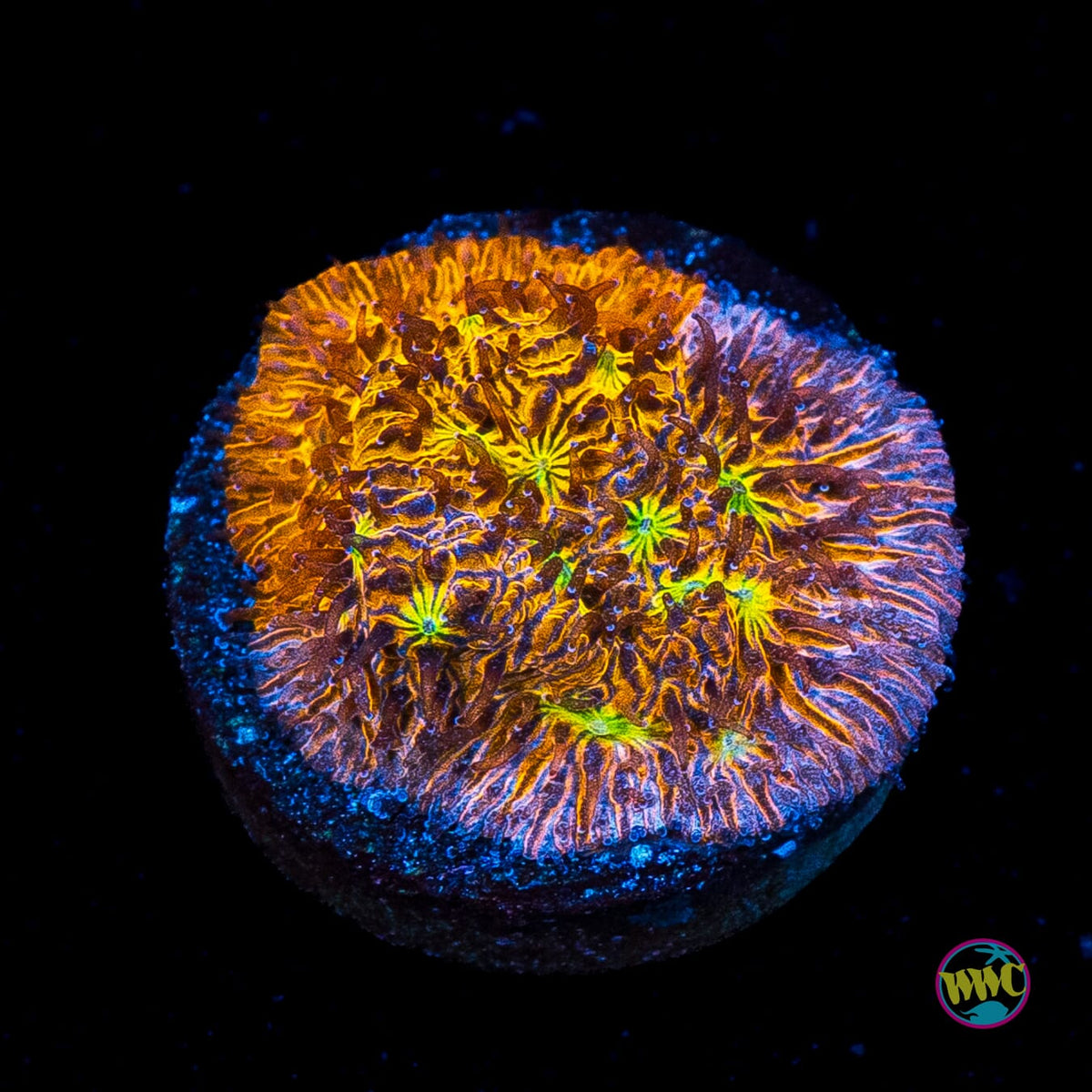 WWC Grafted C3PO Lithophyllon