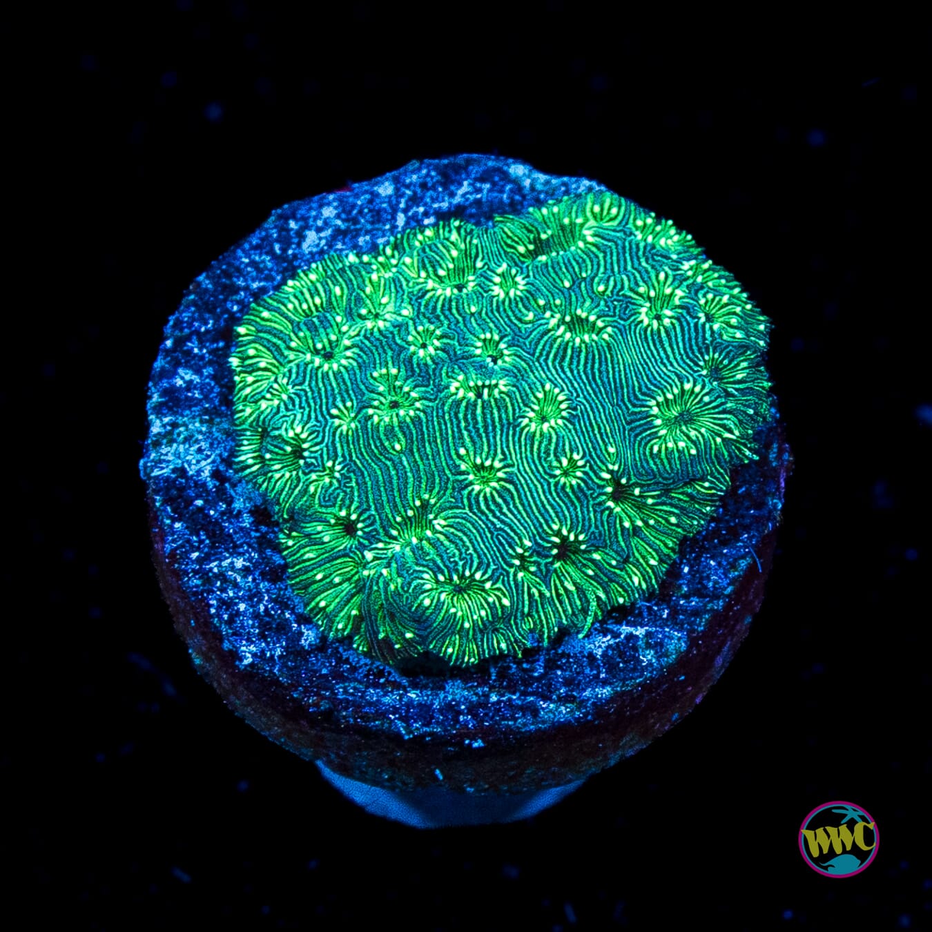 WWC Emerald Pavona