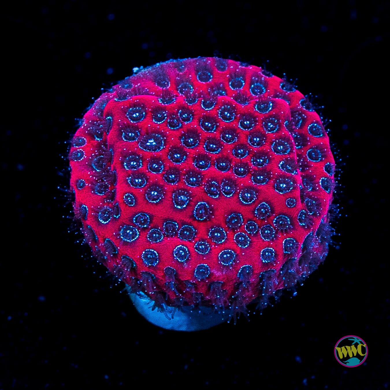 WWC Darth Maul Porites