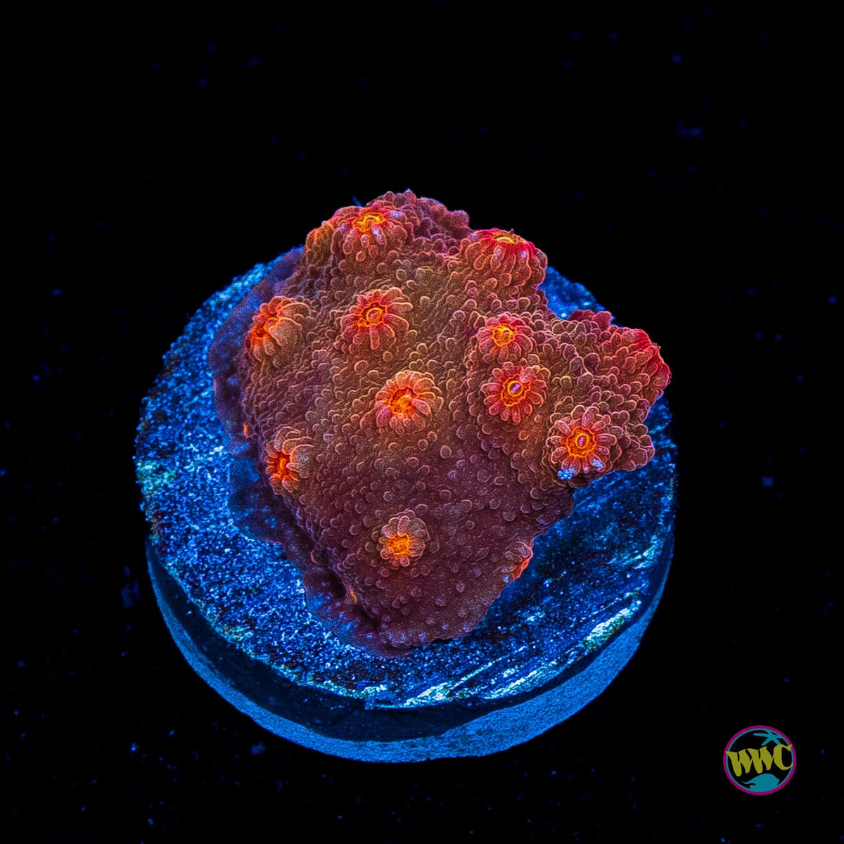 WWC Flicka Flame Cyphastrea