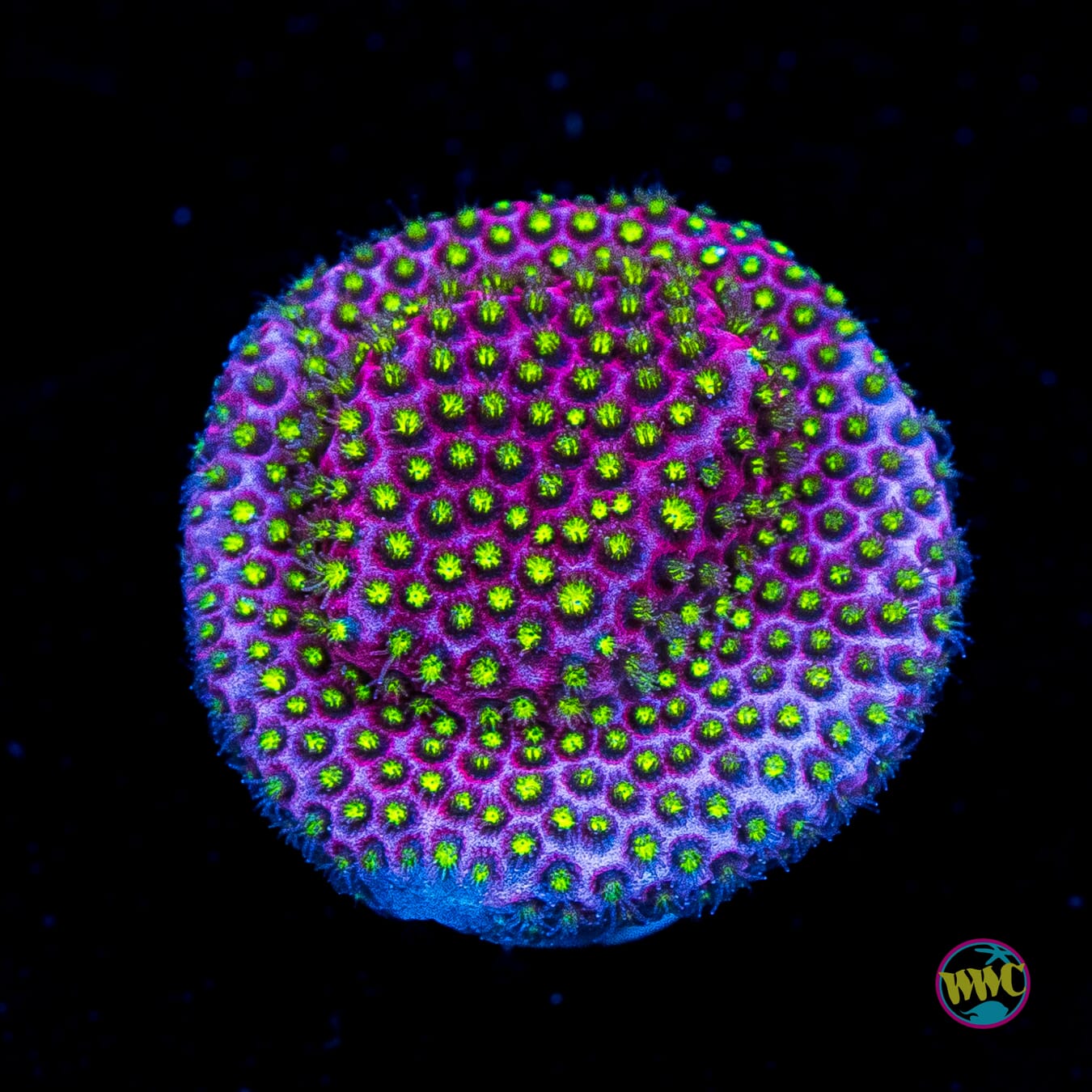 WWC Electric Daisy Stylocoeniella