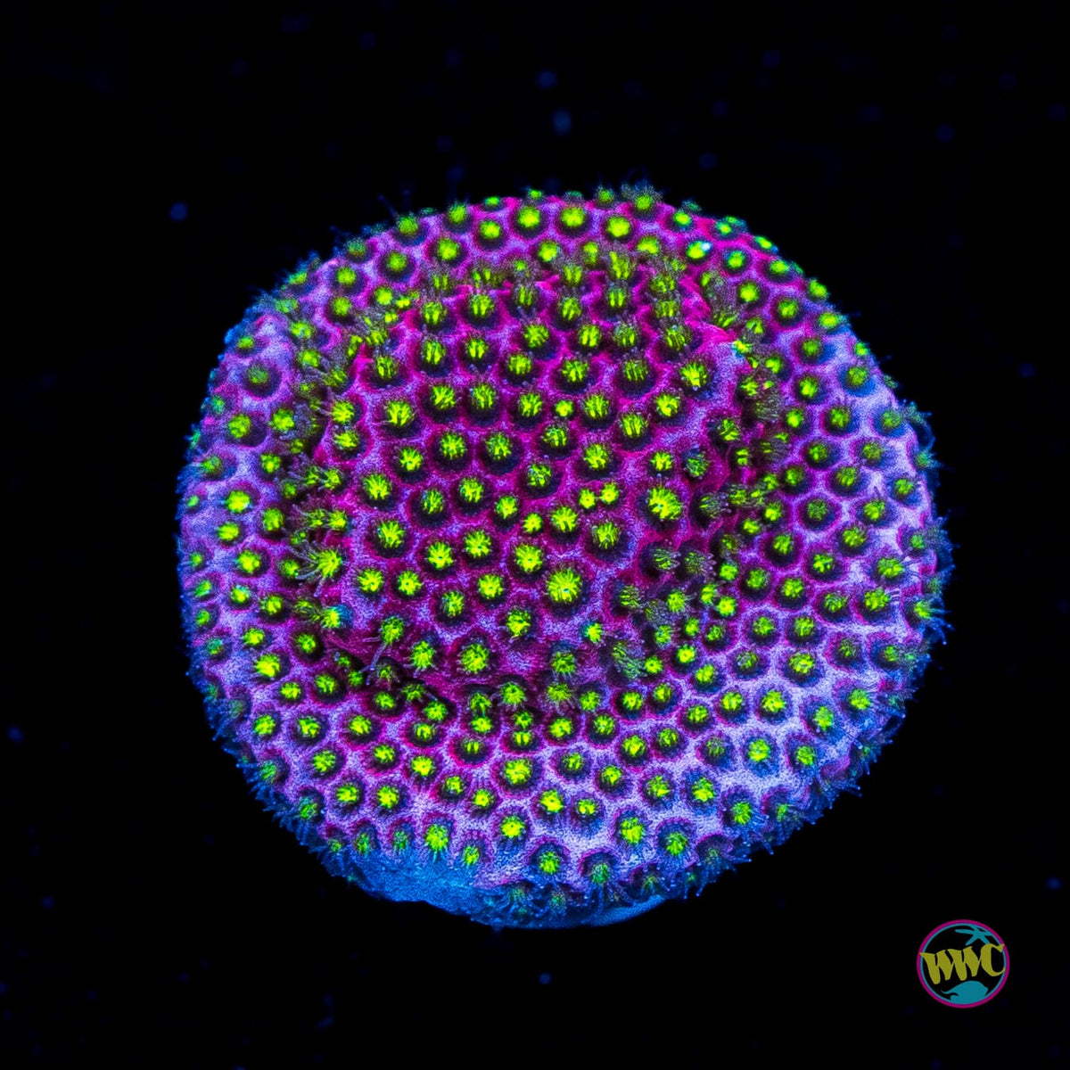 WWC Electric Daisy Stylocoeniella