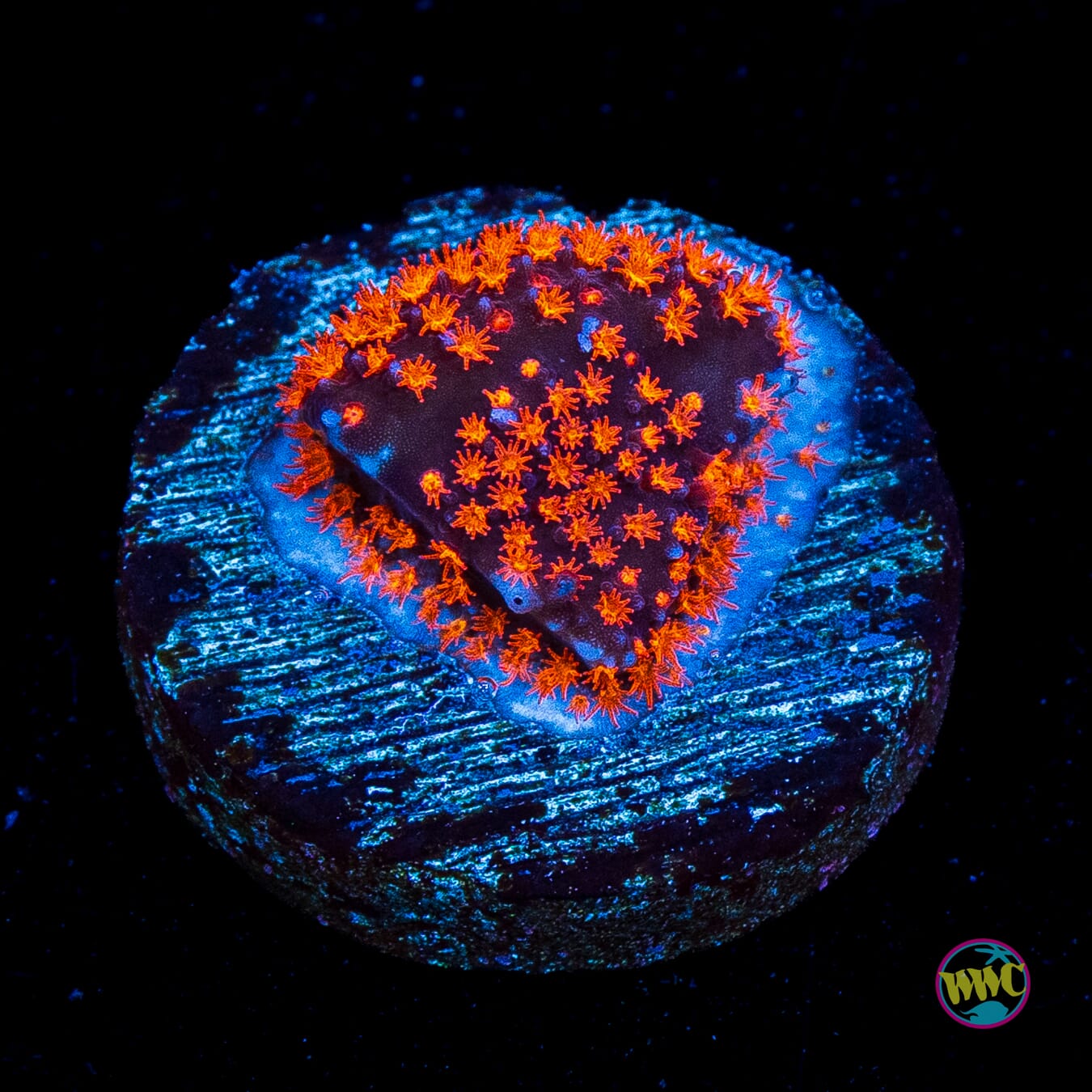 WWC Spiderman Stylocoeniella