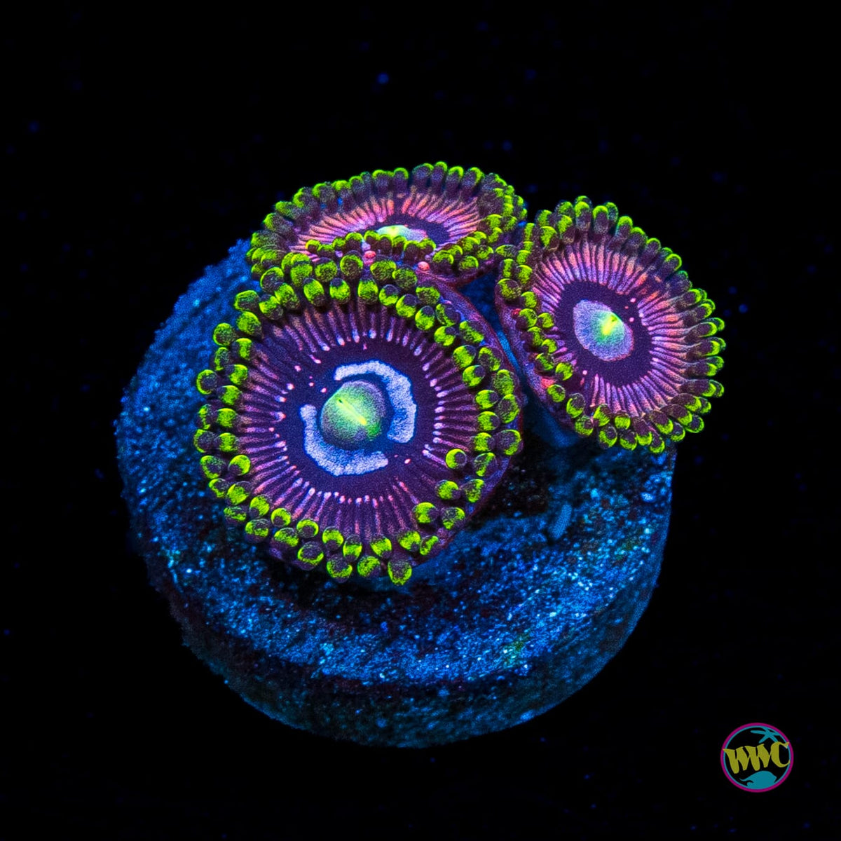 WWC Black Orchid Zoanthids