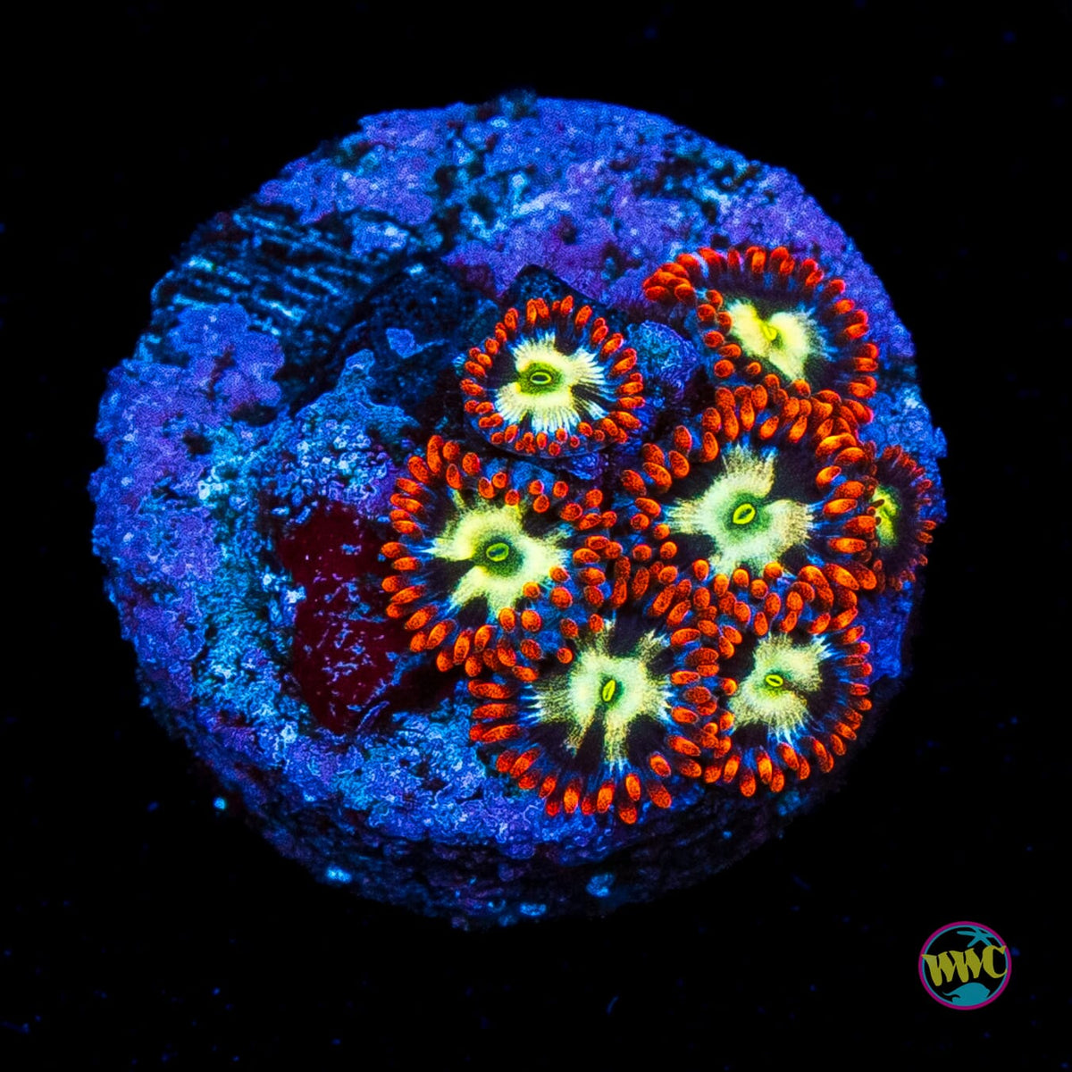 Alpha Omega Zoanthids