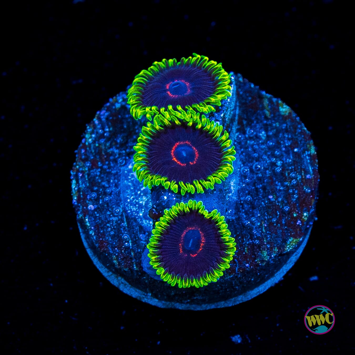 WWC Purple Heart Zoanthids