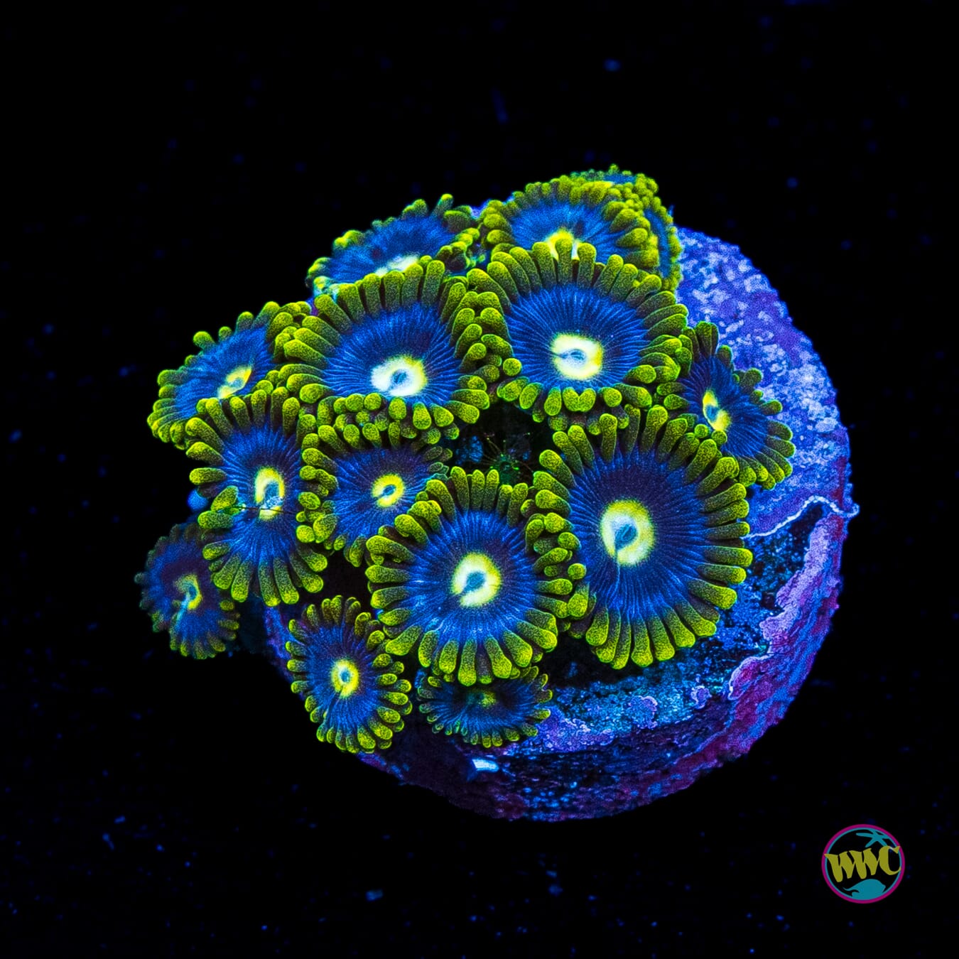 WWC Blueberry Fields Zoanthids