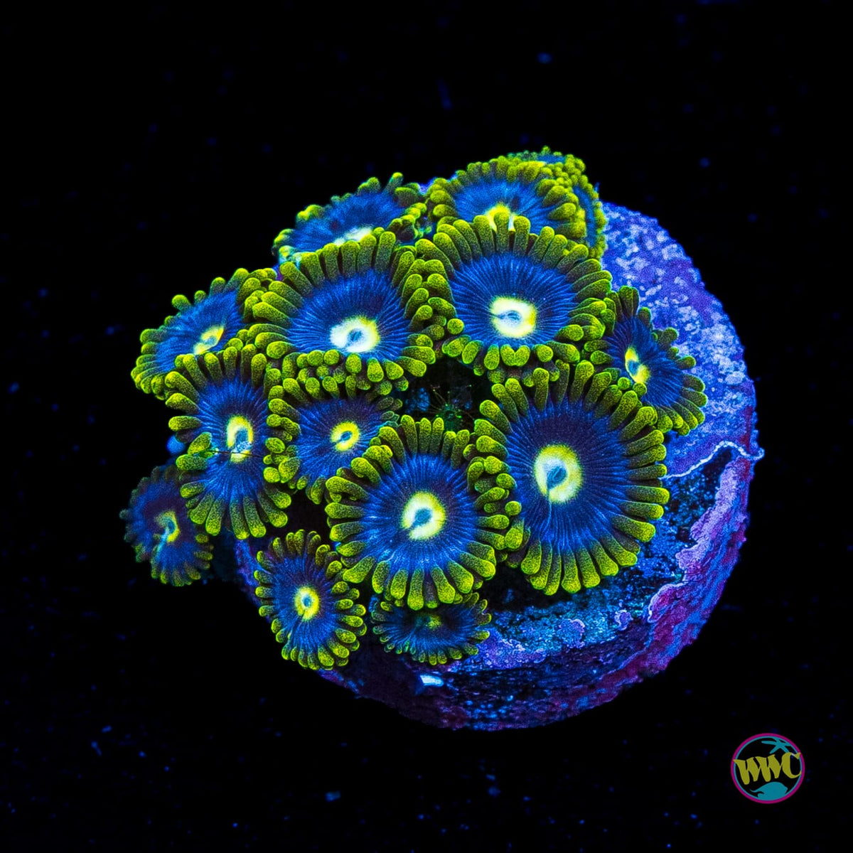 WWC Blueberry Fields Zoanthids