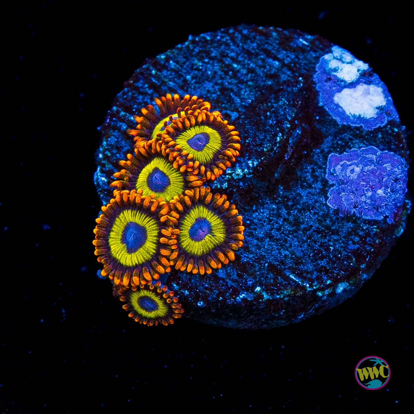 Fruit Loopz Zoanthids