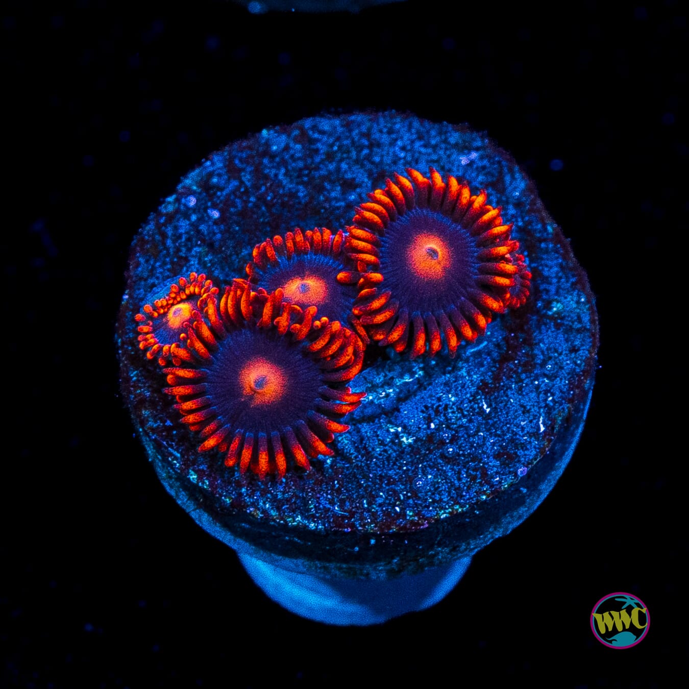 WWC Clementine Zoanthids