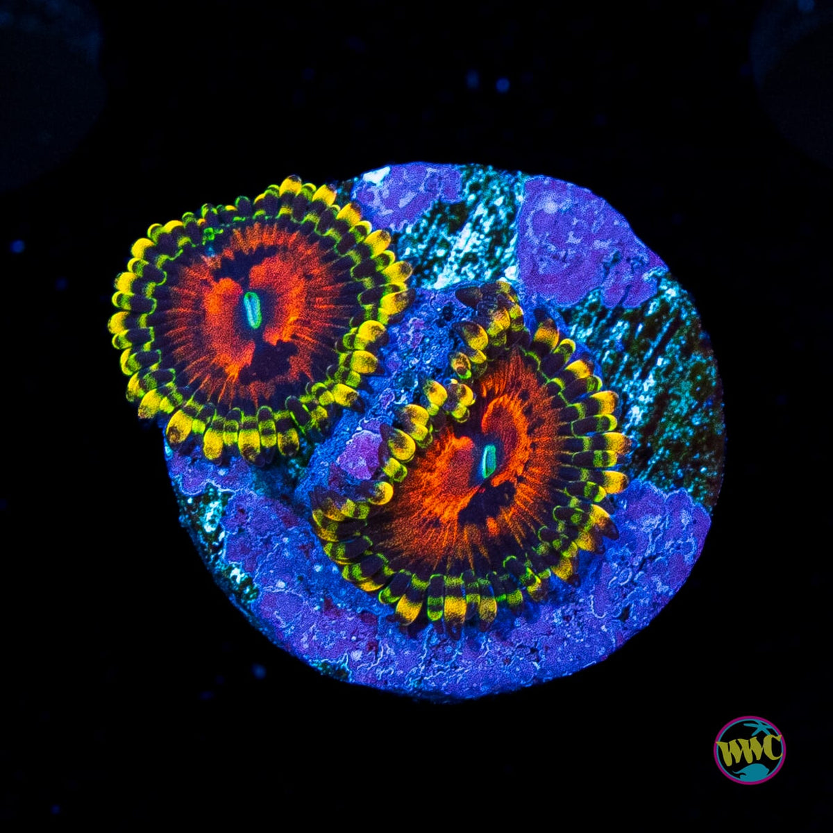 Bowtie Blaster Zoanthids