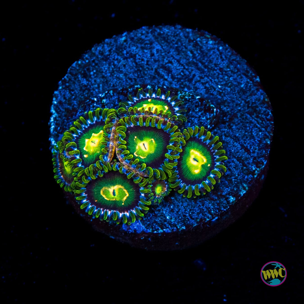 WWC Cosmic Dragon Eye Zoanthids