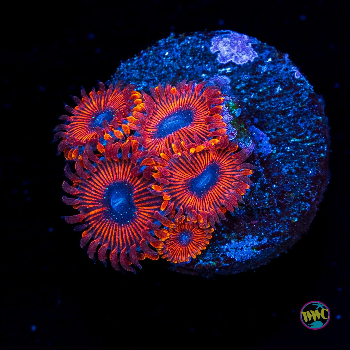 Scarlet Wizard Zoanthids