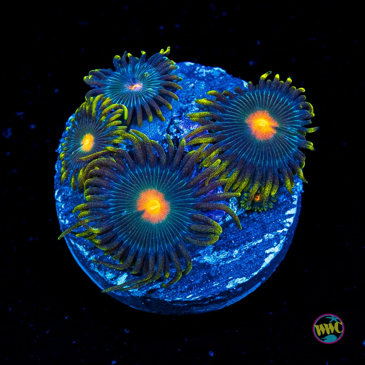 WWC Hairy Gorilla Nipple Zoanthids