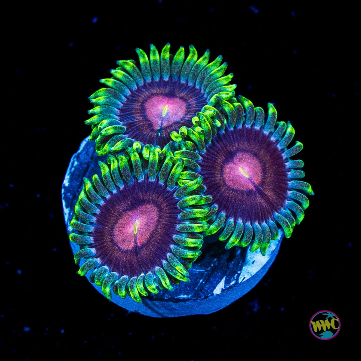 WWC Lucky Kentucky Zoanthids