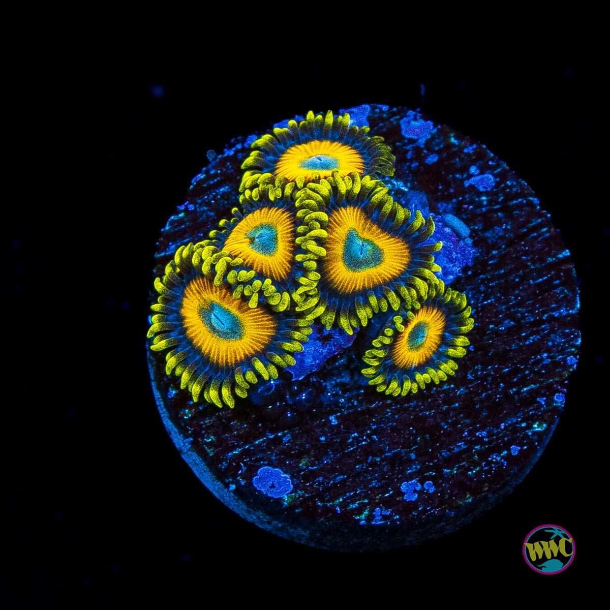 Scrambled Eggs Zoanthids