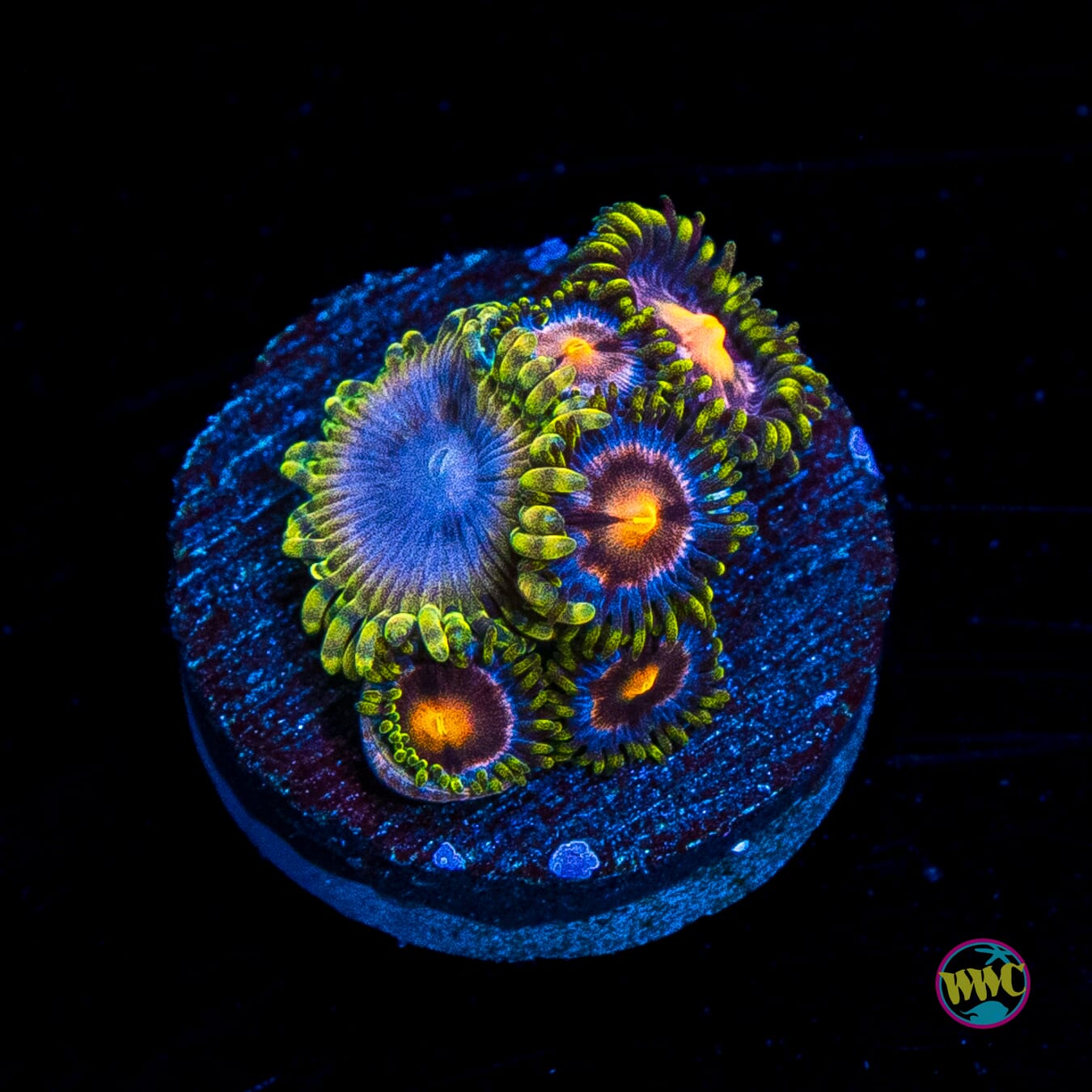 Purple Pinwheel and Moonbeam Combo Zoanthids