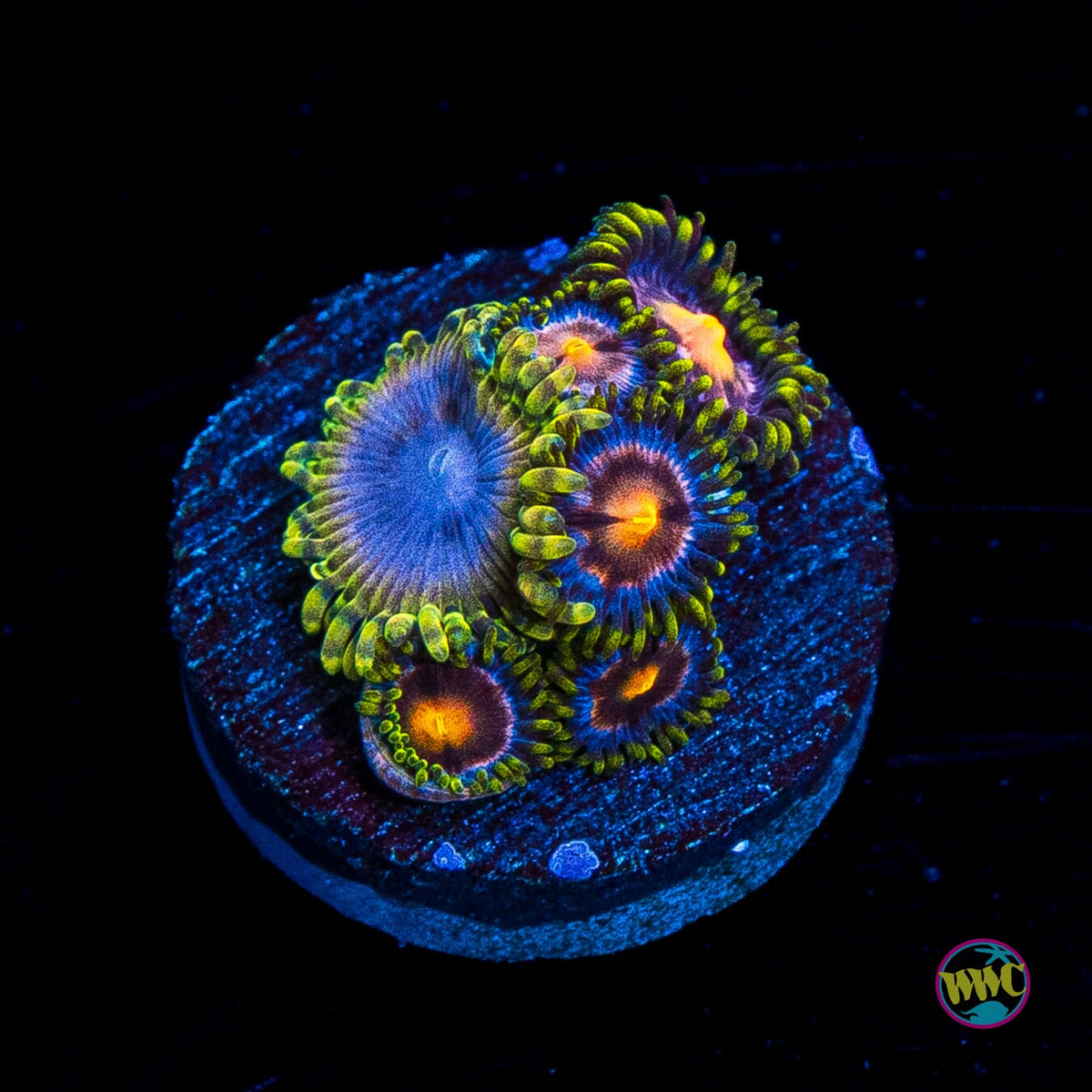 Purple Pinwheel and Moonbeam Combo Zoanthids