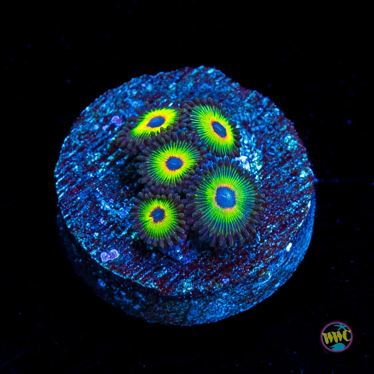 WWC Bob Marley Zoanthids