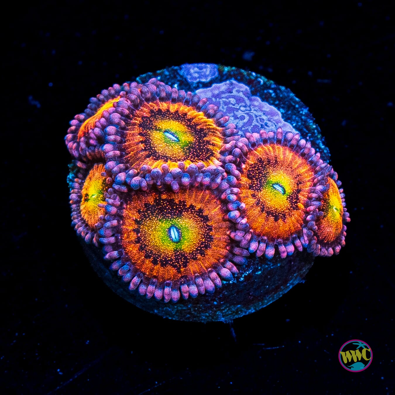 WWC Halle Berry Zoanthids
