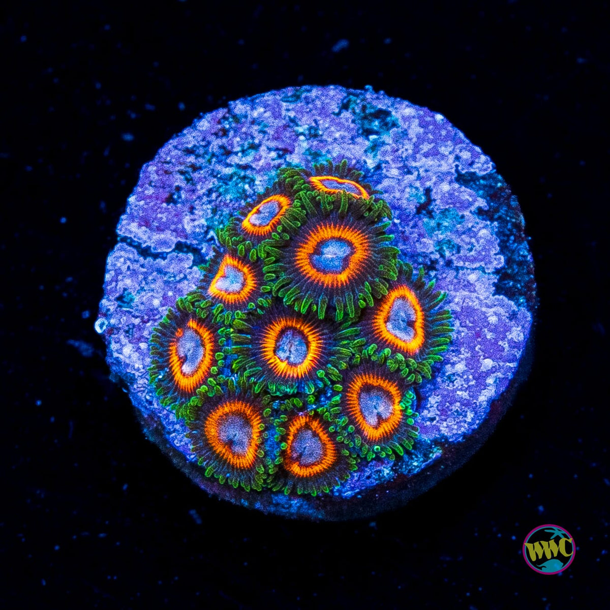 Jason Fox Fairy Tales Zoanthids
