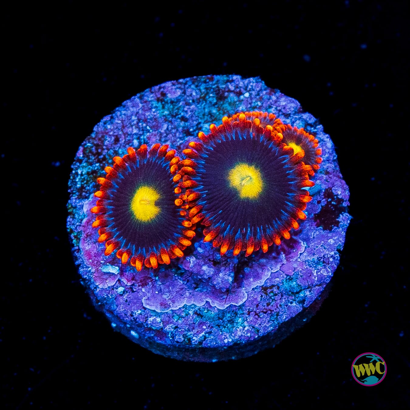 WWC Mandarin Monster Zoanthids