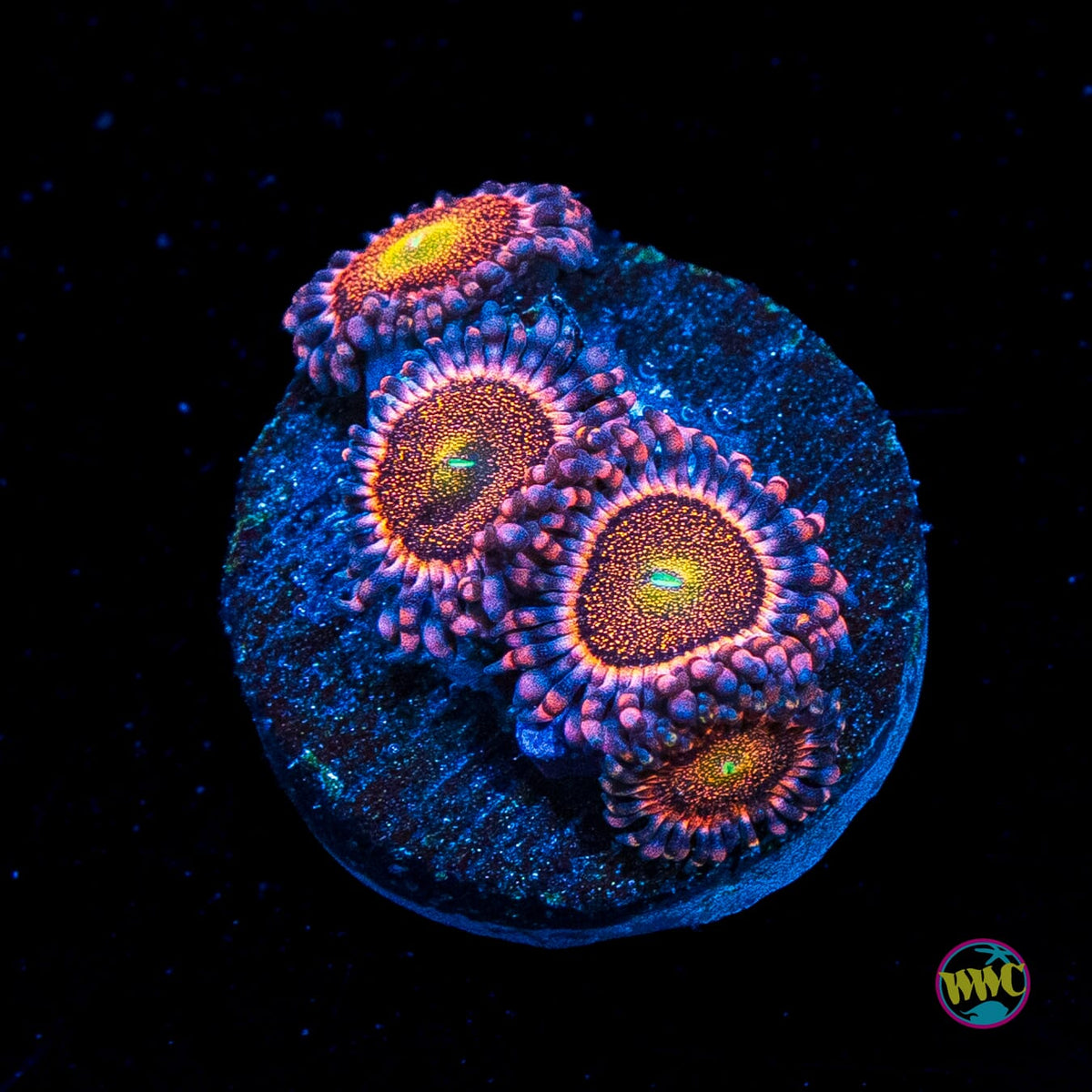 Mohawk Zoanthids