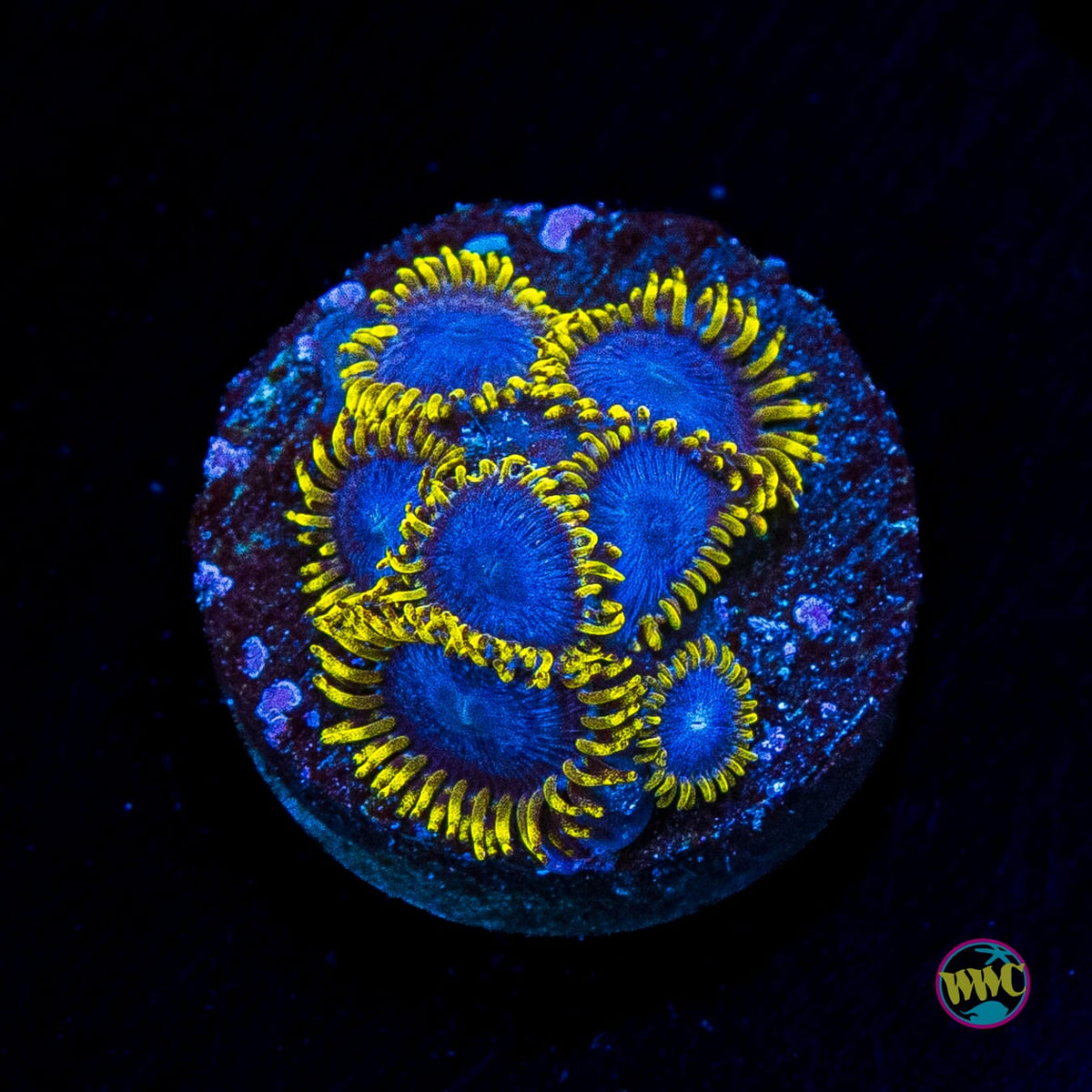 WWC Blue Angels Zoanthids