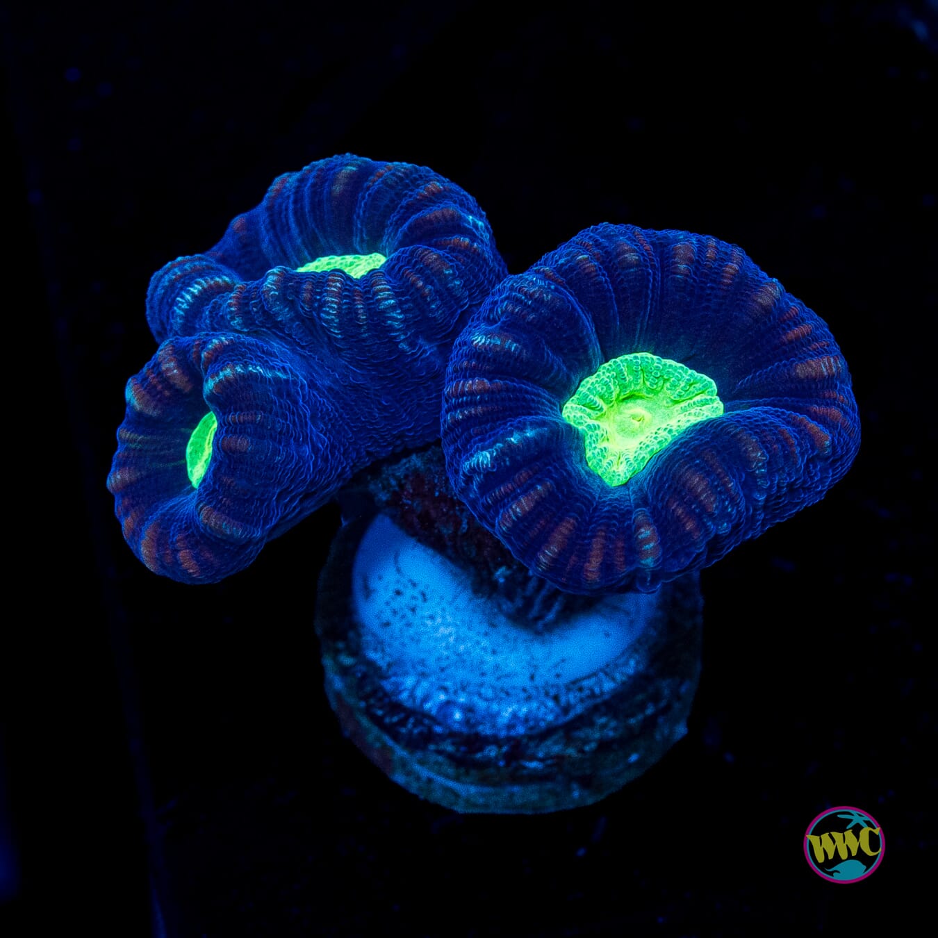 Alien Eye Candy Cane